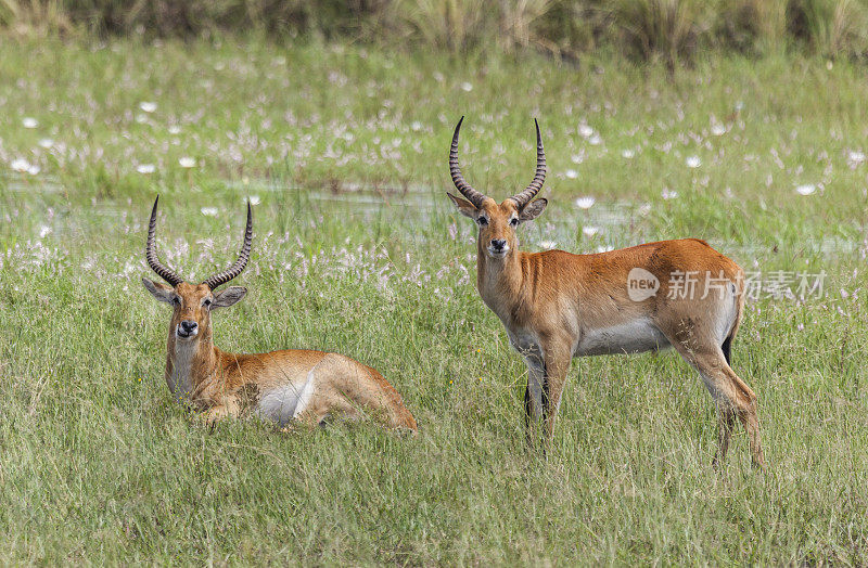 两只雄性红羚，Kobus leche leche, mahanghang_gr，纳米比亚